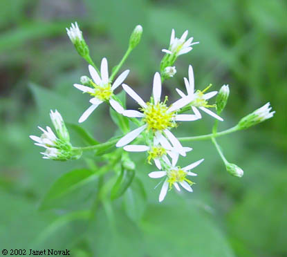 Eurybia schreberi (Nees) Nees
