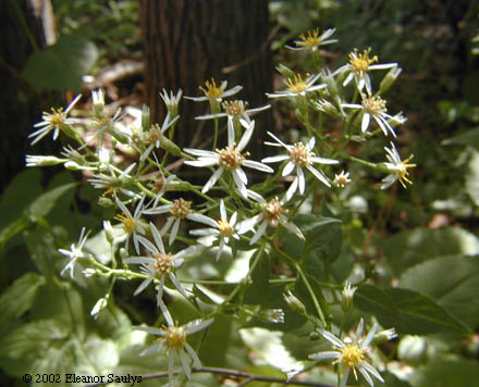 Eurybia schreberi (Nees) Nees
