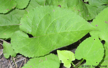 Eurybia schreberi (Nees) Nees