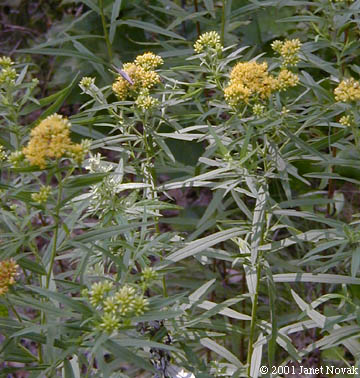 Euthamia graminifolia (L.) Nutt.