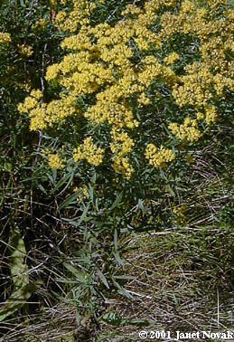 Euthamia graminifolia (L.) Nutt.