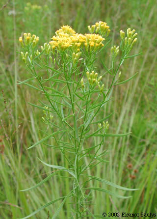 Euthamia tenuifolia (Pursh) Nutt.