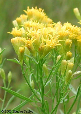 Euthamia tenuifolia (Pursh) Nutt.