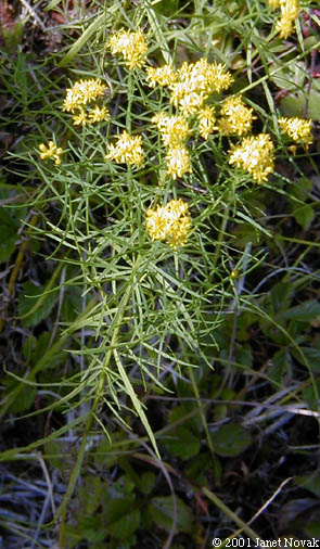 Euthamia tenuifolia (Pursh) Nutt.