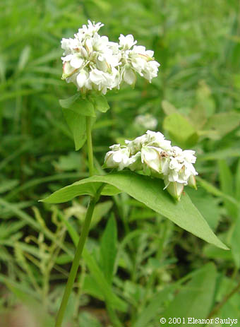 Fagopyrum esculentum Moench