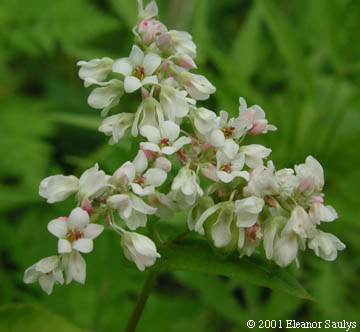 Fagopyrum esculentum Moench