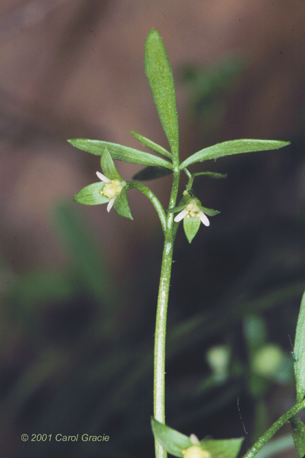 Floerkea proserpinacoides Willd.