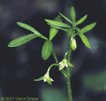 Floerkea proserpinacoides Willd.
