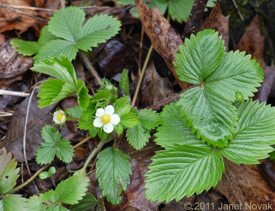 Fragaria vesca L.