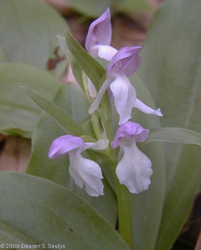 Galearis spectabilis (L.) Raf.