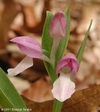 Galearis spectabilis (L.) Raf.