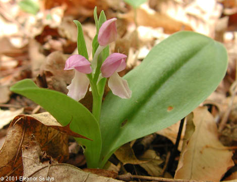 Galearis spectabilis (L.) Raf.
