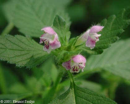 Galeopsis bifida Boenn.