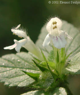 Galeopsis tetrahit L.