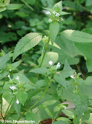 Galeopsis tetrahit L.