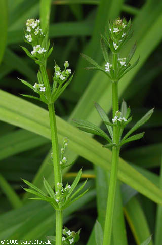 Galium aparine L.