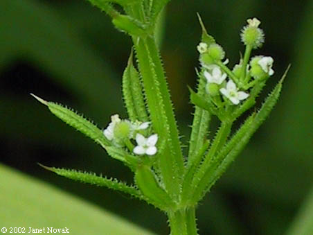 Galium aparine L.
