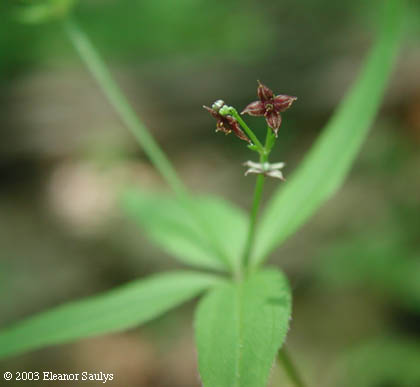 Galium lanceolatum Torr.