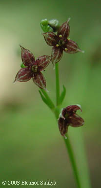 Galium lanceolatum Torr.