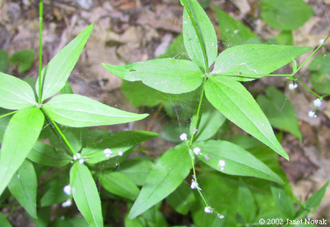Galium lanceolatum Torr.