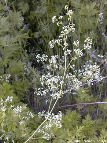 Galium mollugo L.