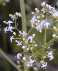 Galium mollugo L.