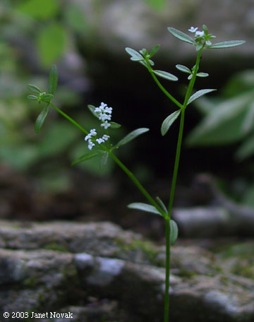 Galium palustre L.
