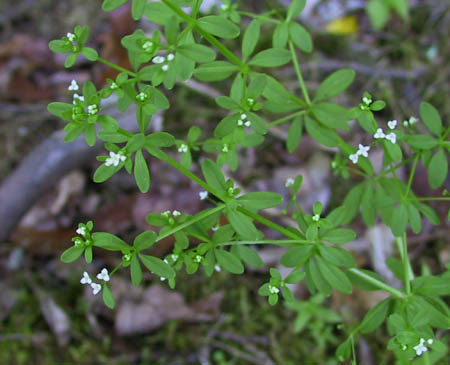 Galium tinctorium L.