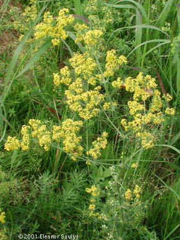 Galium verum L.