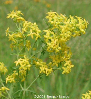 Galium verum L.