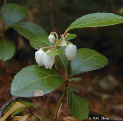 Gaultheria procumbens L.