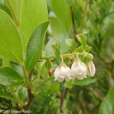 Gaylussacia dumosa (Andr.) Torr. & Gray