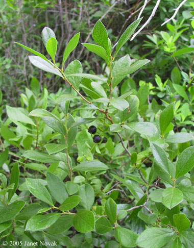 Gaylussacia dumosa (Andr.) Torr. & Gray