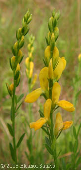 Genista tinctoria L.