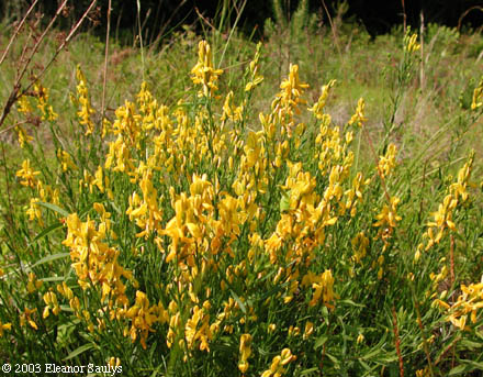 Genista tinctoria L.