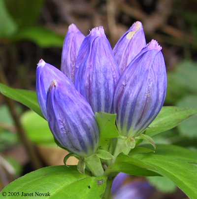 Gentiana andrewsii Griseb.