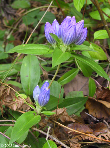 Gentiana andrewsii Griseb.