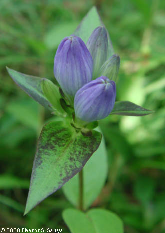 Gentiana clausa Raf.