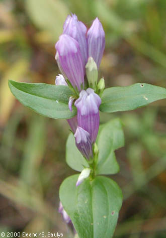 Gentianella quinquefolia (L.) Small