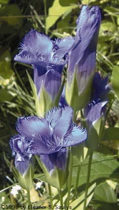 Gentianopsis crinita (Froel.) Ma