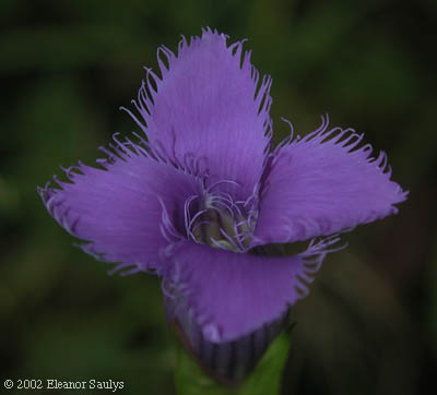 Gentianopsis crinita (Froel.) Ma