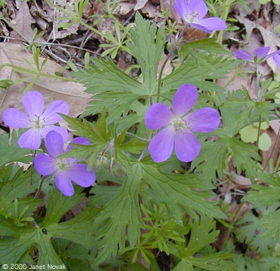 Geranium maculatum L.