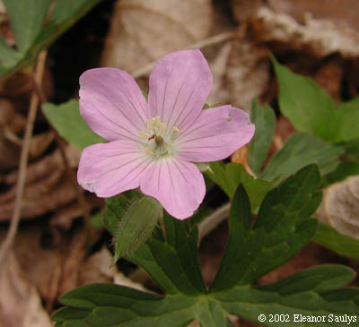 Geranium maculatum L.