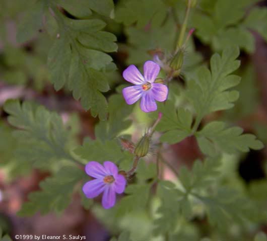 Geranium robertianum L.