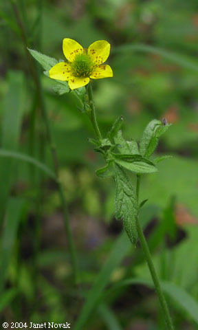 Geum aleppicum Jacq.