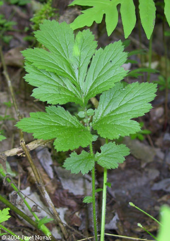 Geum aleppicum Jacq.