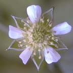 Geum canadense Jacq.