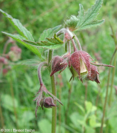 Geum rivale L.