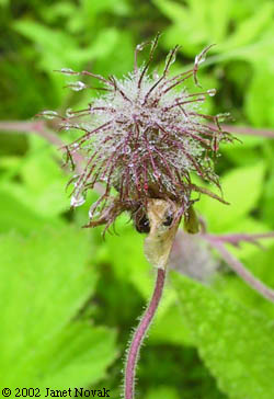 Geum rivale L.
