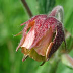 Geum rivale L.